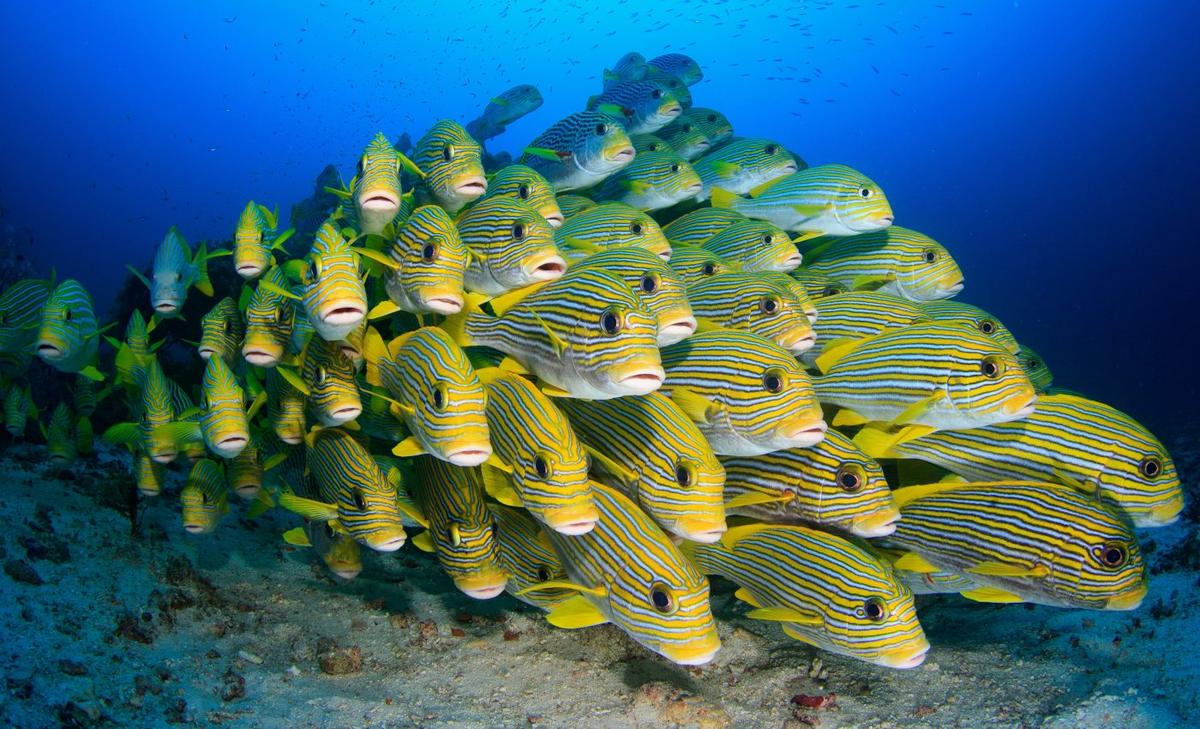 Proactively planning for climate change can protect fish and fisheries