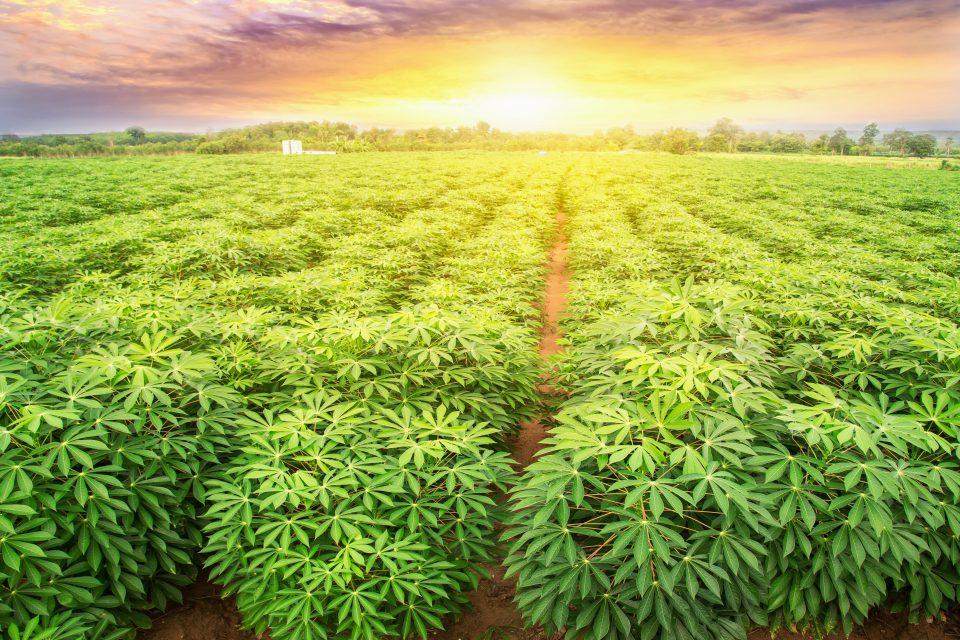 Cassava could help restore degraded land