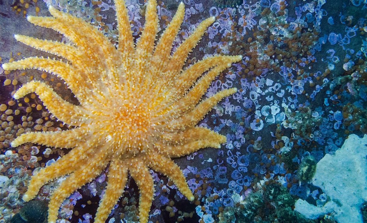 Sunflower sea stars are vanishing after mass mortality event