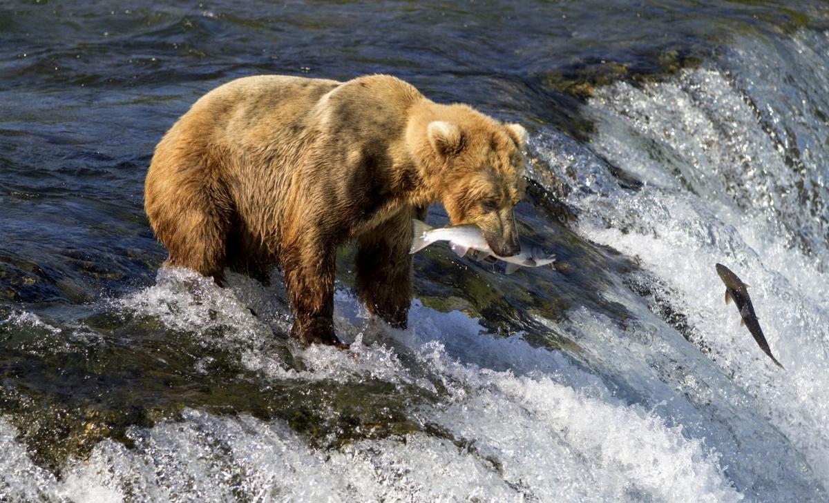 Indigenous fishing practices are needed to revive salmon fisheries