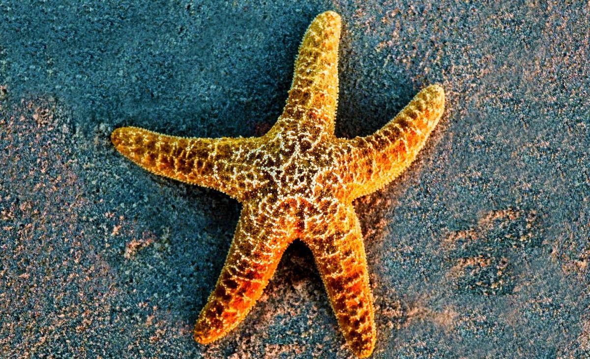 Common starfish may not survive extreme ocean conditions
