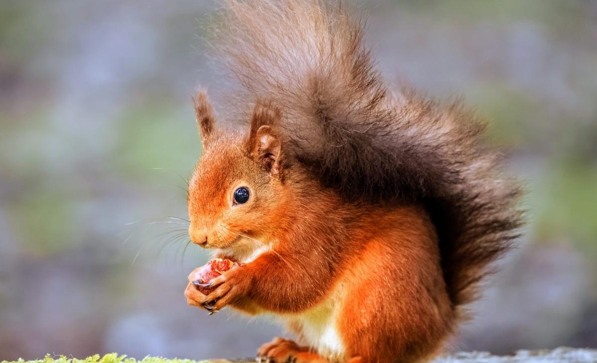 Red squirrels with familiar neighbors have a greater chance of survival
