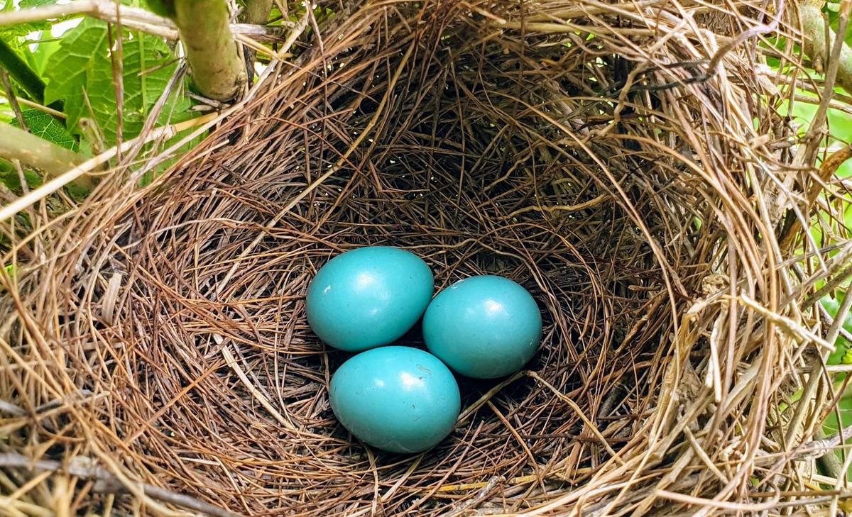 Babbler birds are shifting their behavior in the wrong direction