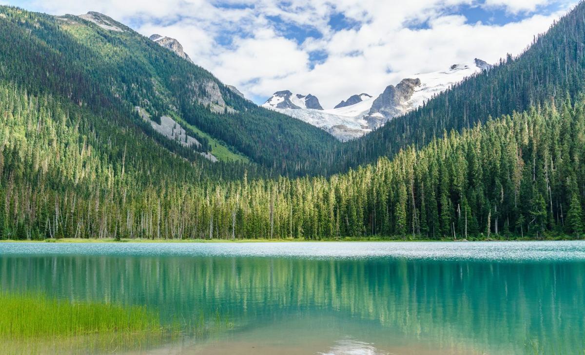 Plants are losing their ability to help mitigate climate change