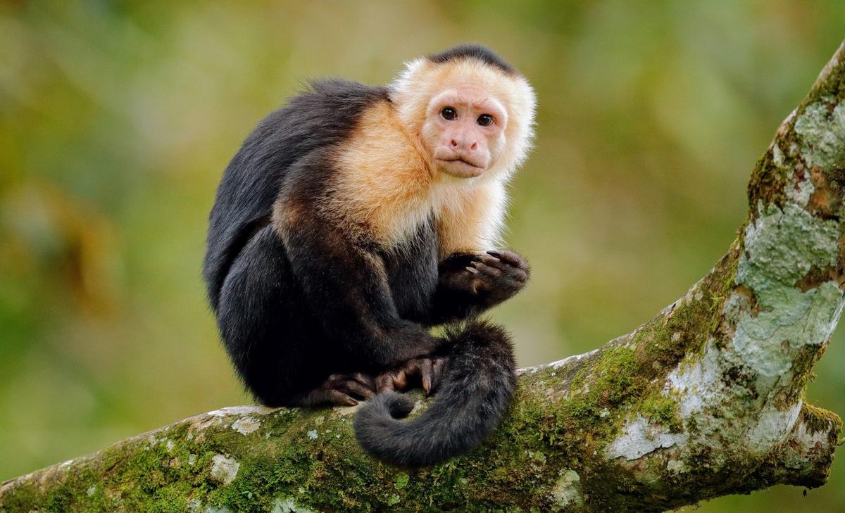 Monkeys and humans keep trying, even when we should give up