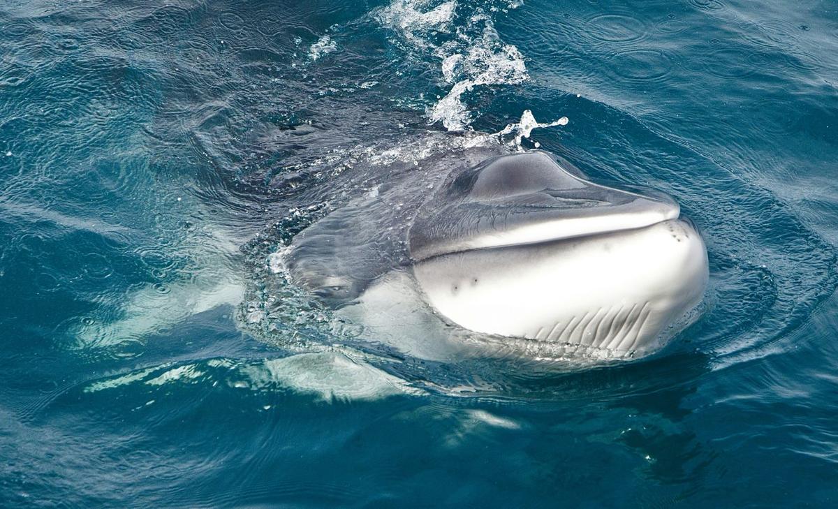 Acoustic observations reveal whale behavior in the Weddell Sea