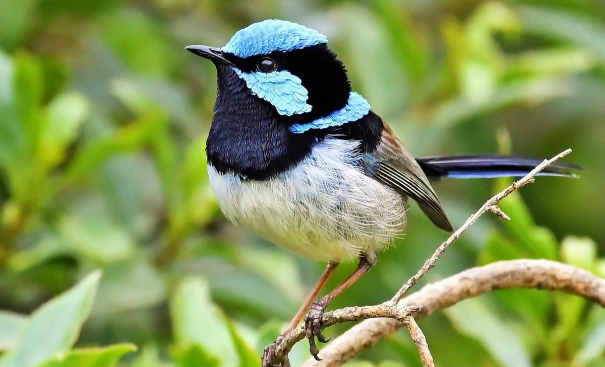Male fairy-wrens are not always what they seem