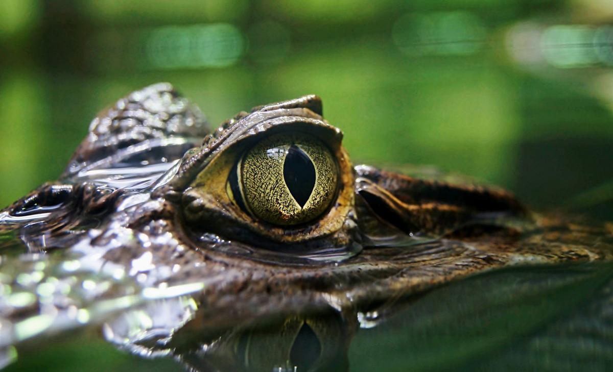 Five-meter crocodile was once the "swamp king" of Queensland