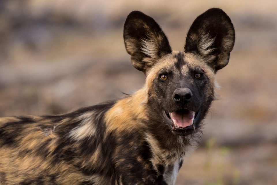 African Wild Dog vs. Hyena, Know the Difference!
