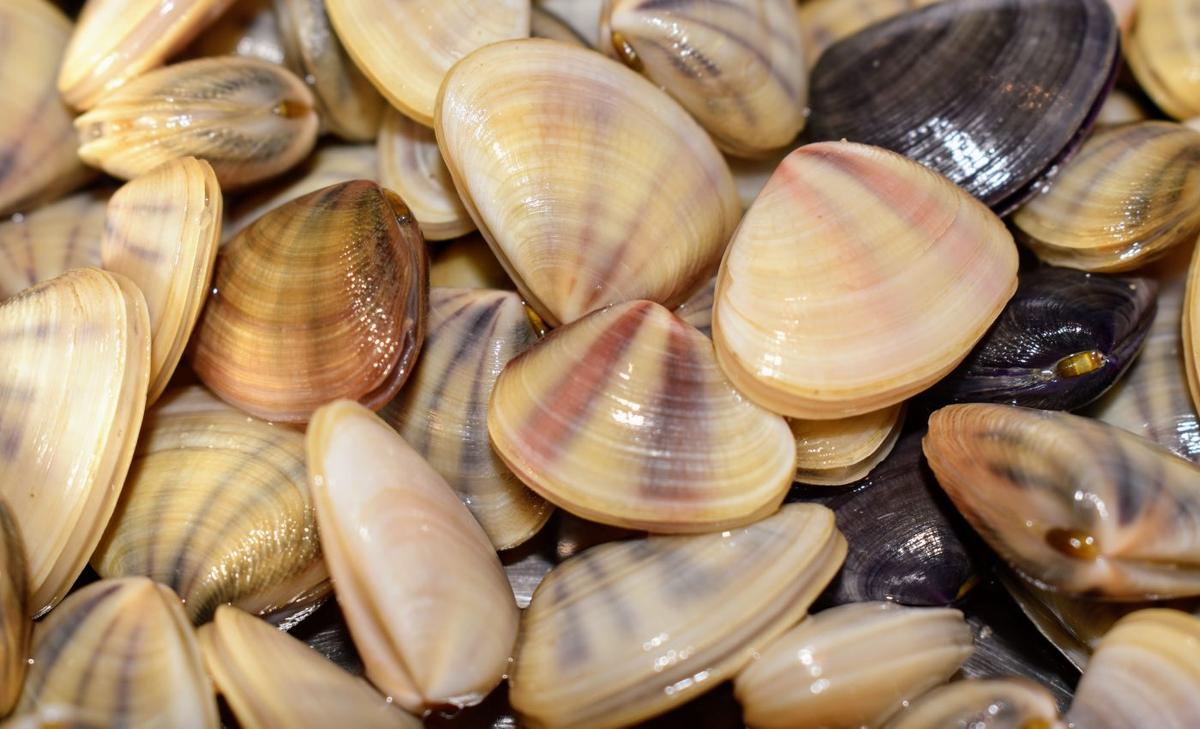 Mollusks contain high levels of microplastics