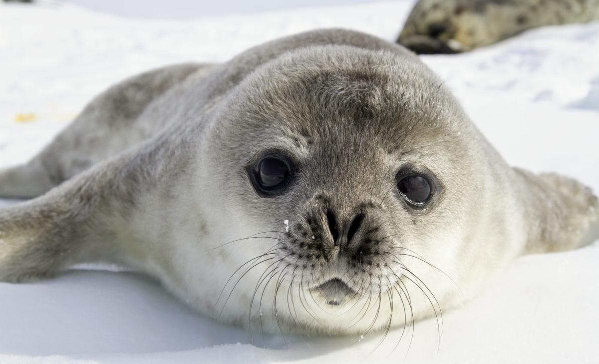 Weddell seals communicate with ultrasonic sounds