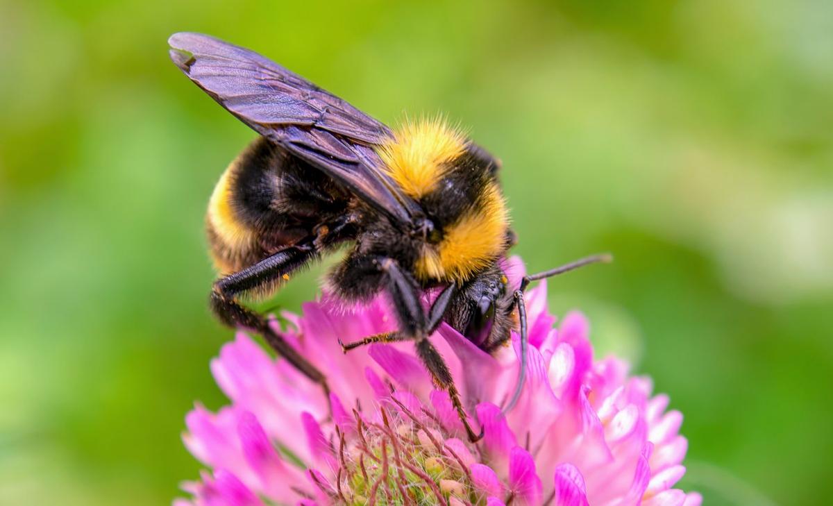 Bumblebees in low quality habitats are more susceptible to disease