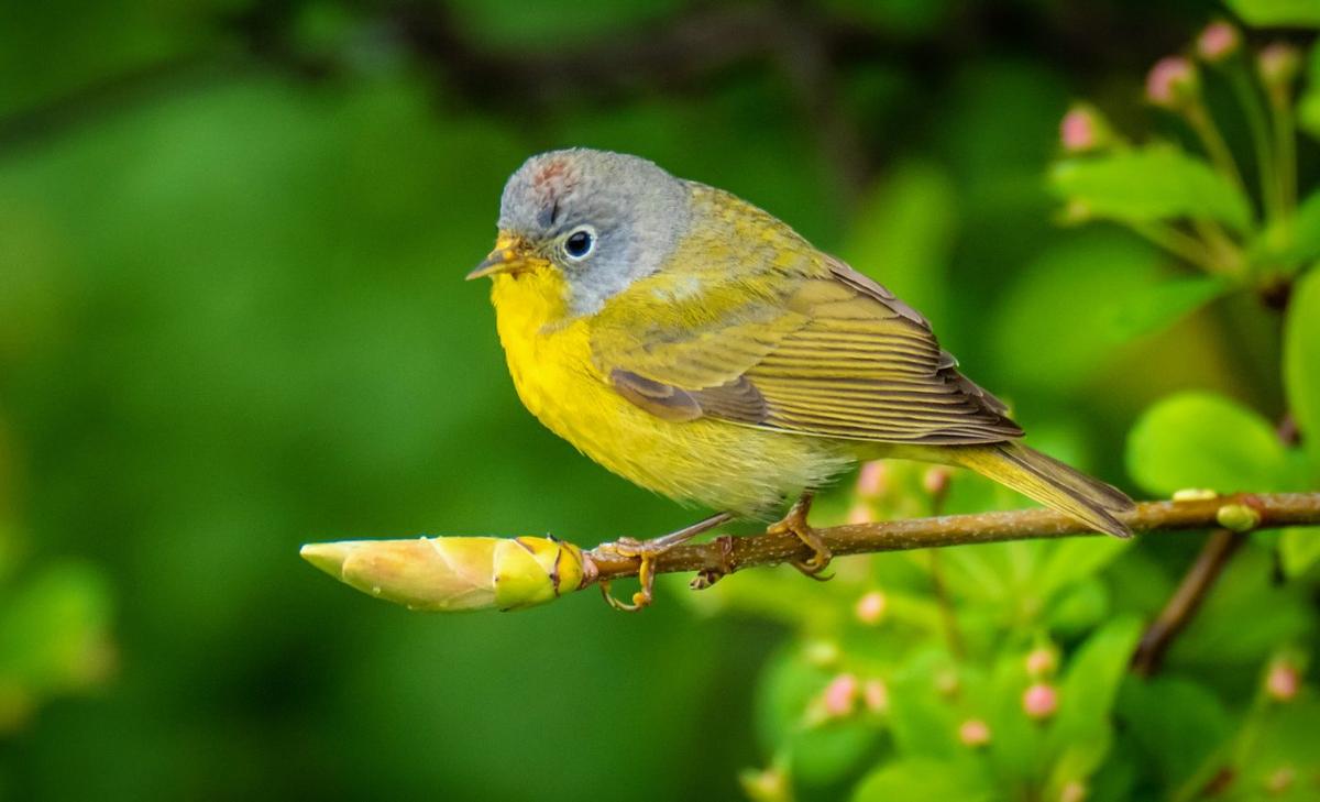 Shocking bird mortality event was caused by long-term starvation
