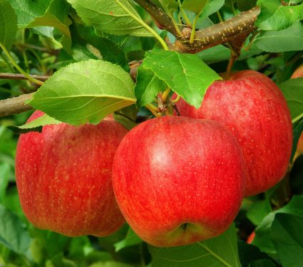 shutterstock_397941012.jpg
