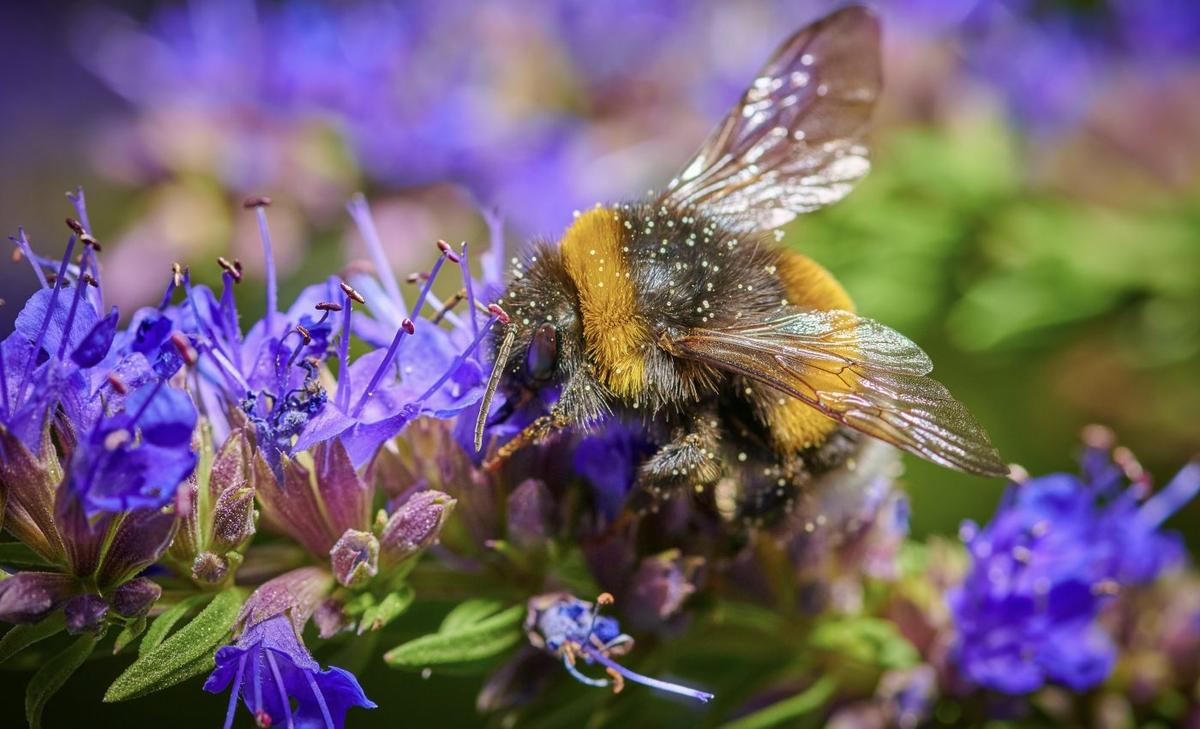 Large bumblebees can find the best flowers