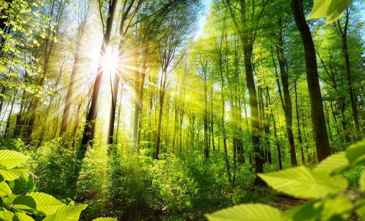 Earth's forests are threatened by drought and human development