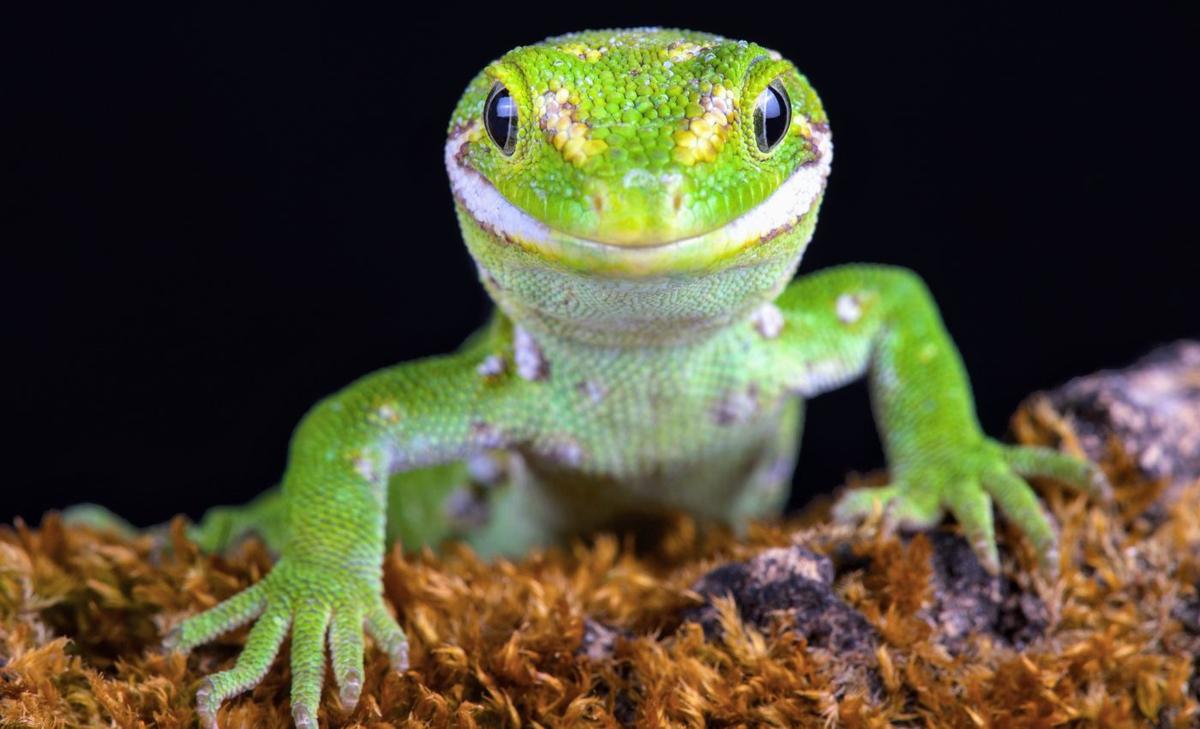 The Natural History Museum introduced 503 new species in 2020
