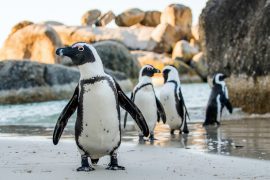 African,Penguin,On,The,Sandy,Beach.,African,Penguin,(,Spheniscus