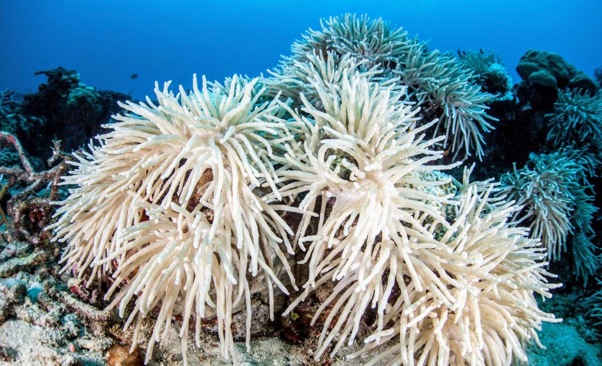 New tool can detect heat stress in corals