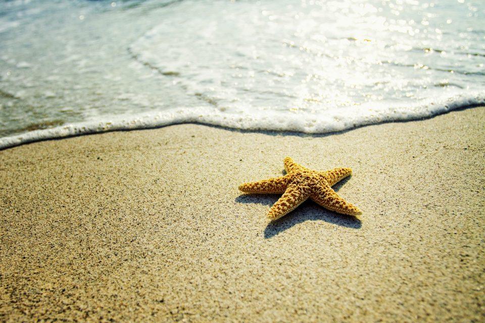 Sea stars are drowning in their own environment