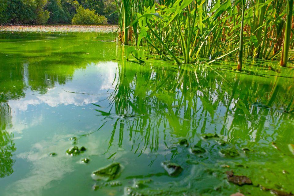 Cyanobacteria may shed new light on the history of life on Earth
