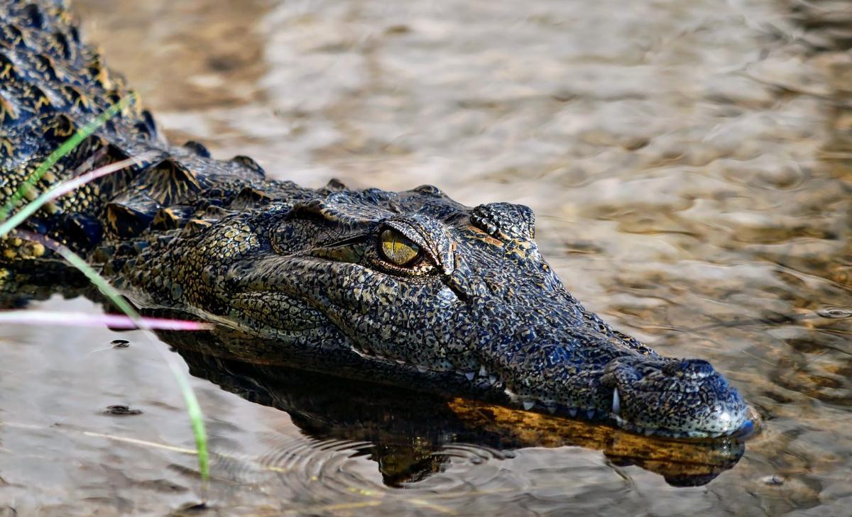 Crocodiles have not changed much in 200 million years