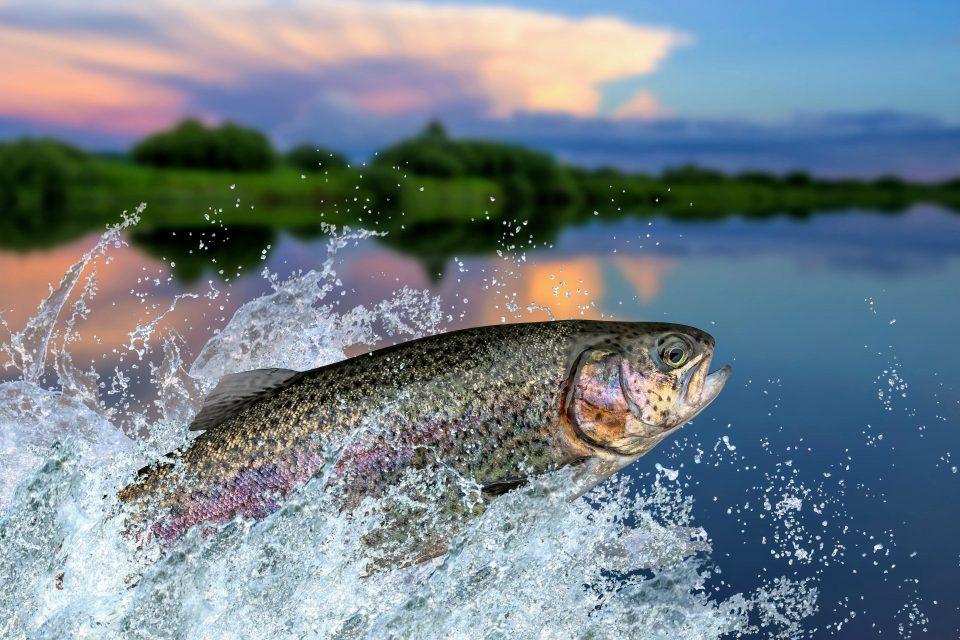 Gill development and water temperatures limit fish growth