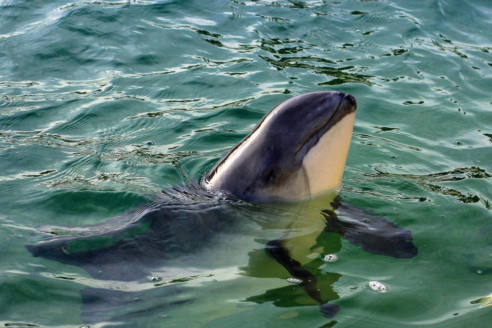 Porpoises are steadily declining in the German North Sea