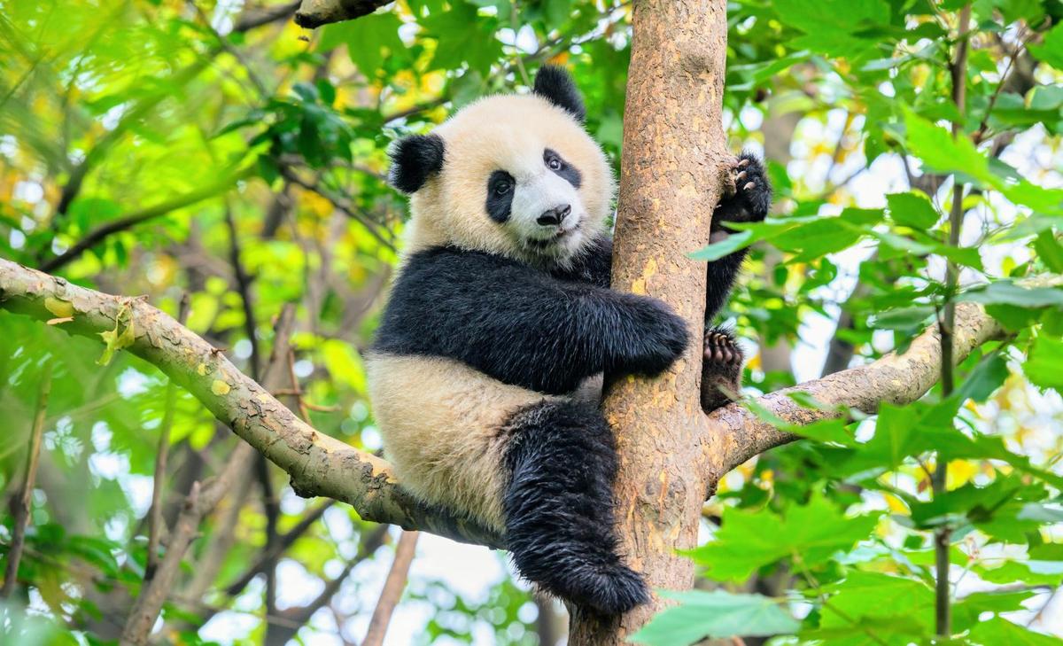 The popularity of giant pandas does not protect their neighbors