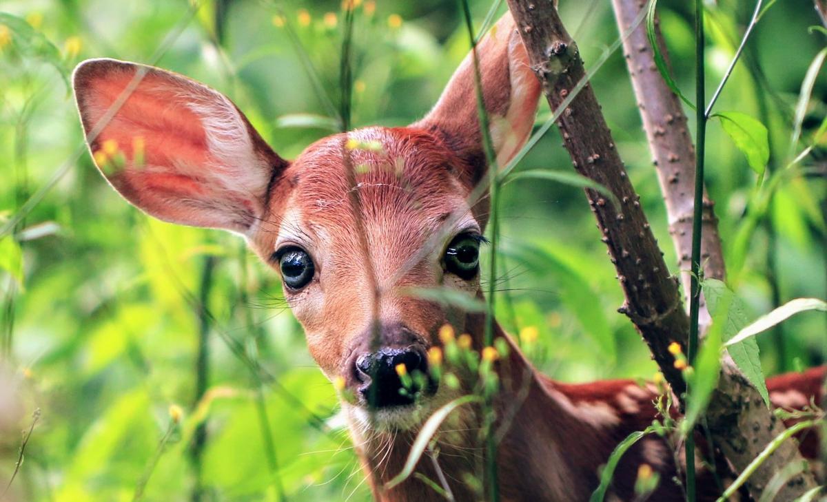 Cortisol levels can be used to predict mortality in newborn deer