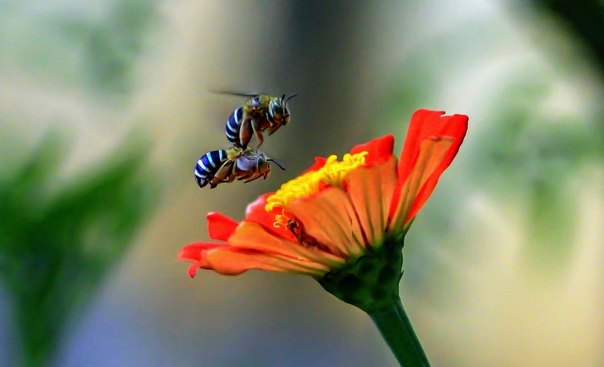 Blue orchard bees respond to fires by producing more females