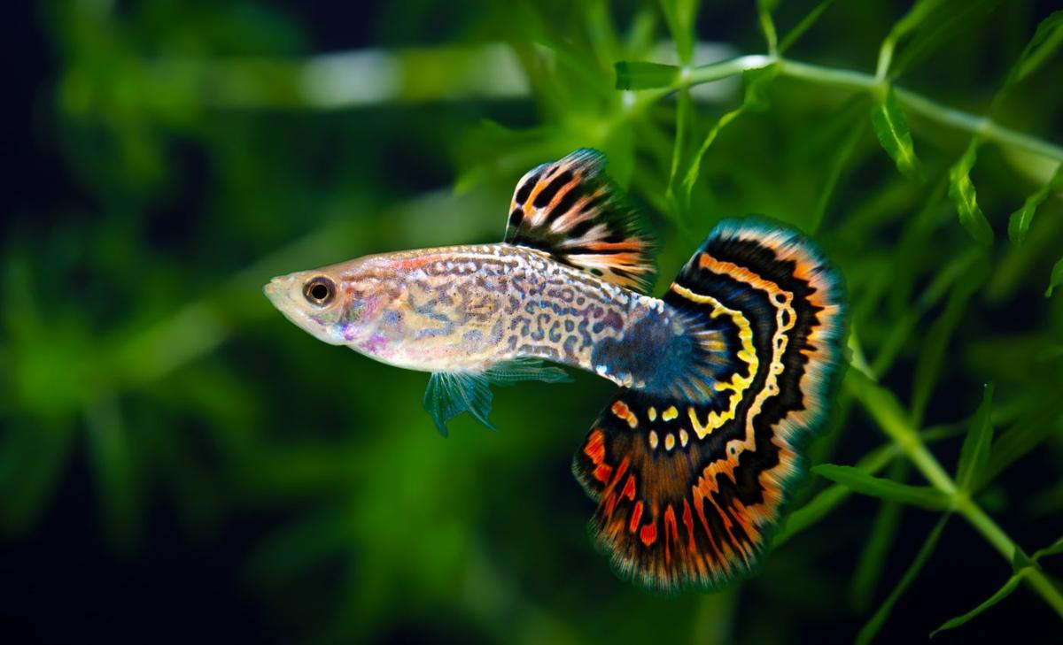 Some guppies have no self-control