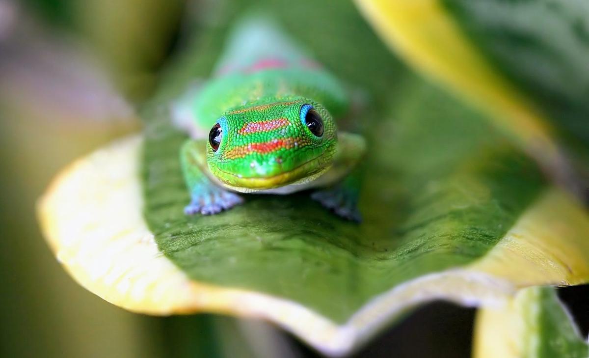 Isolation helps geckos become established in new areas