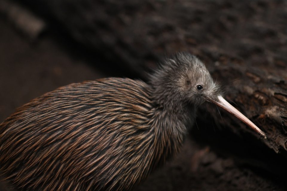 Save the Baby Kiwi Birds! New Zealand Fights to Bring an Icon Back from Extinction