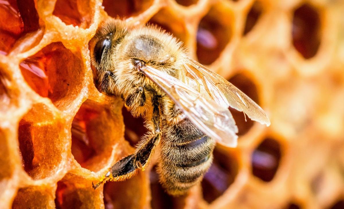 Why are queen honey bees failing faster?