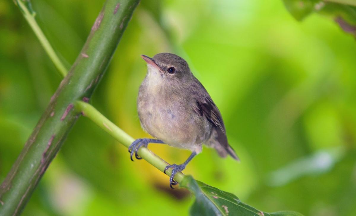 Older Seychelles warblers get help from babysitters
