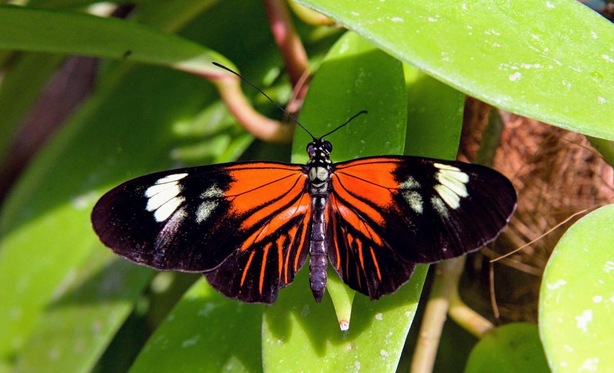 Male butterflies mark their mates with a revolting scent after sex
