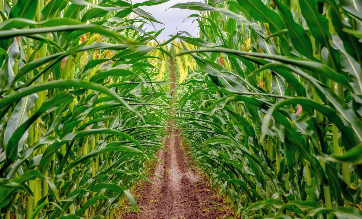 Late rainy season signals upcoming food insecurity