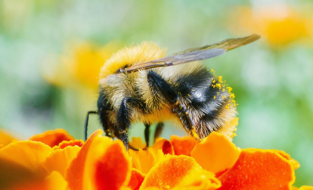 Bumblebees and flies lose sleep when they are drugged by insecticides