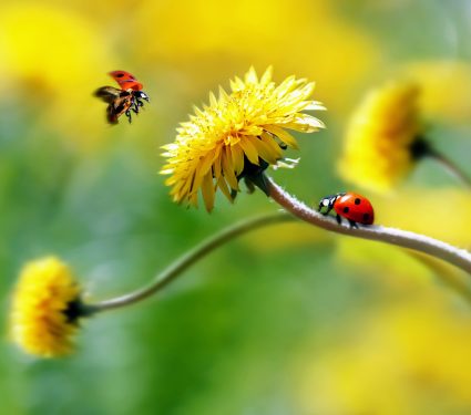 shutterstock_10896359542.jpg
