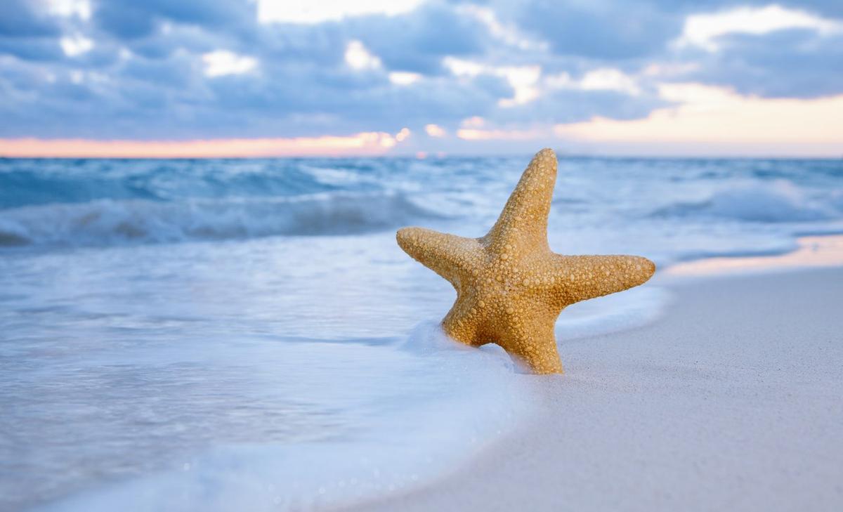 Fossil sheds new light on the evolution of starfish