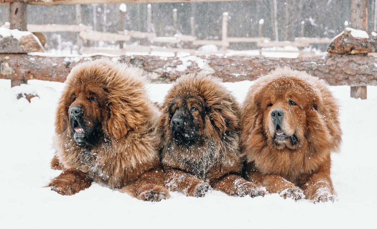 The first American settlers arrived with their dogs