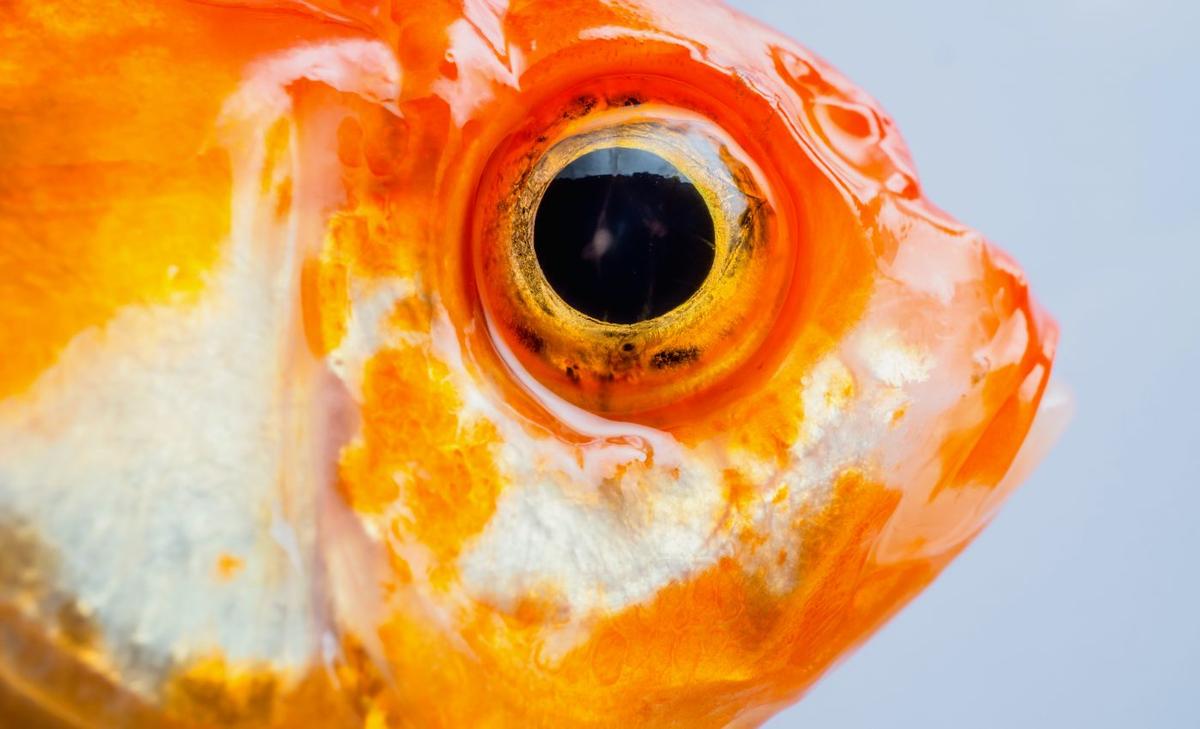 The history of a fish can be traced through its eyes