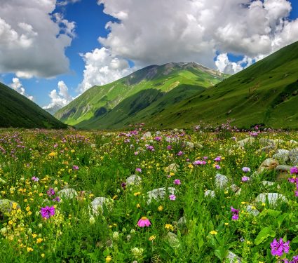 shutterstock_2042277132.jpg