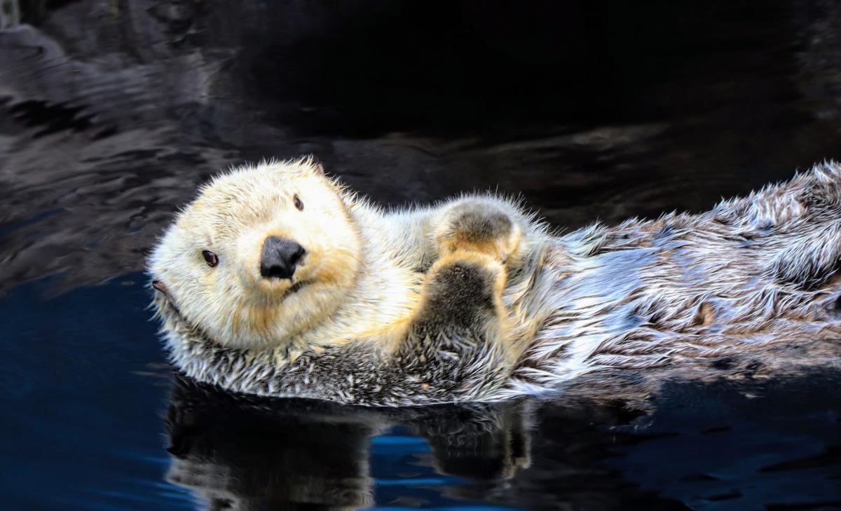 Toxic algae blooms raise the risk of fatal heart disease in sea otters