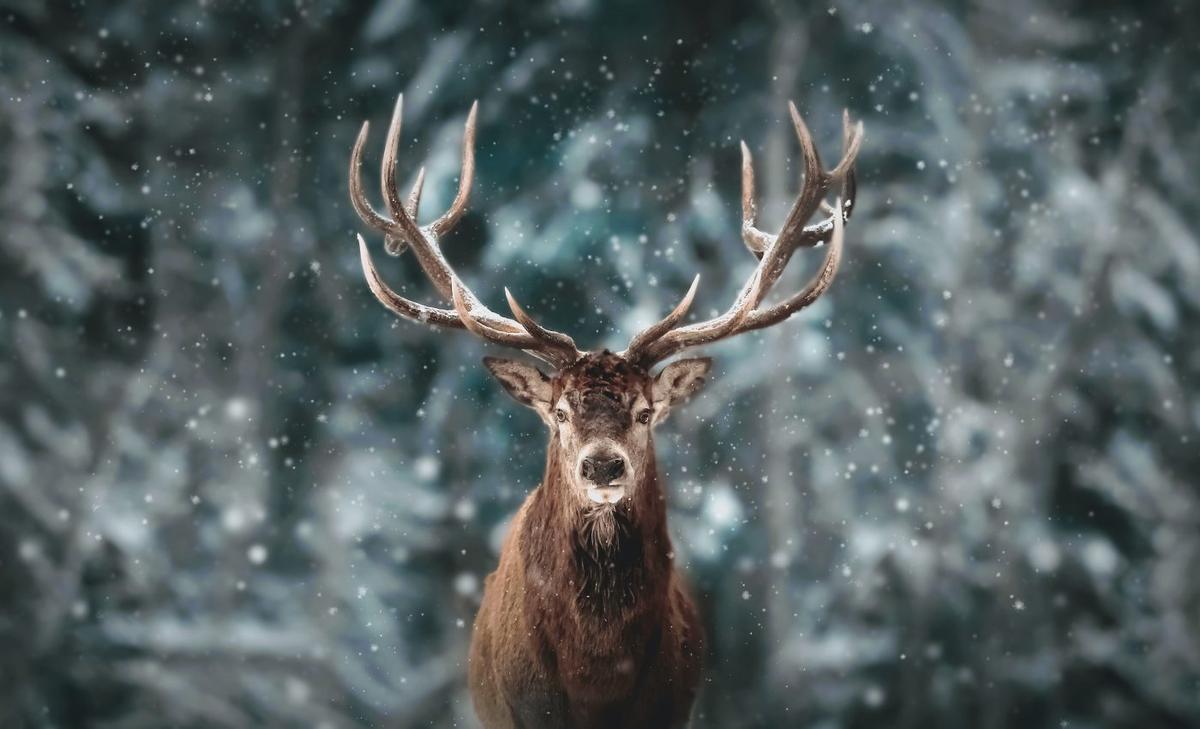 Wildlife movement is strongly influenced by human behavior