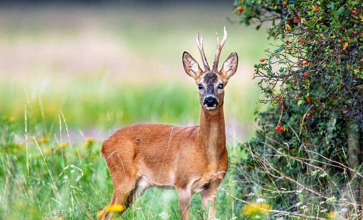Tracking deer using only sound