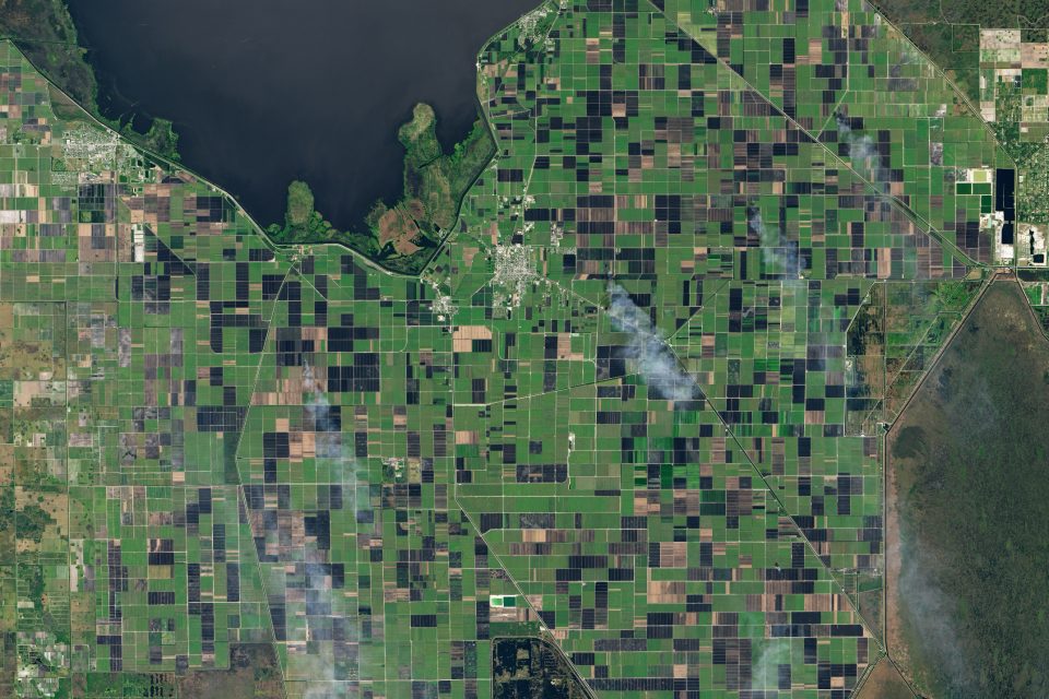 Sugar cane farms in Florida