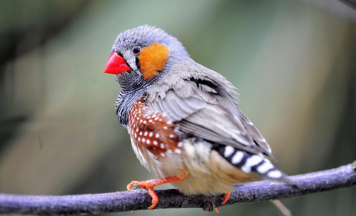 Songbirds rely on an autism gene for memorization