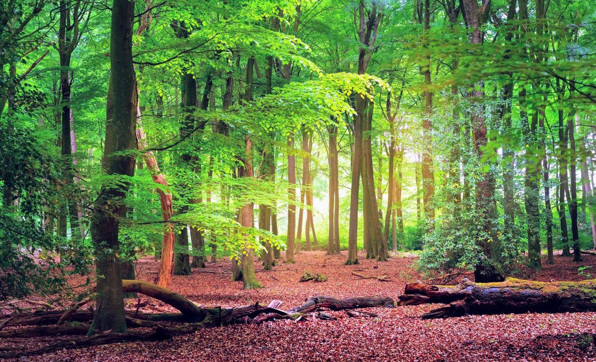 What role will forests play in future climate change?